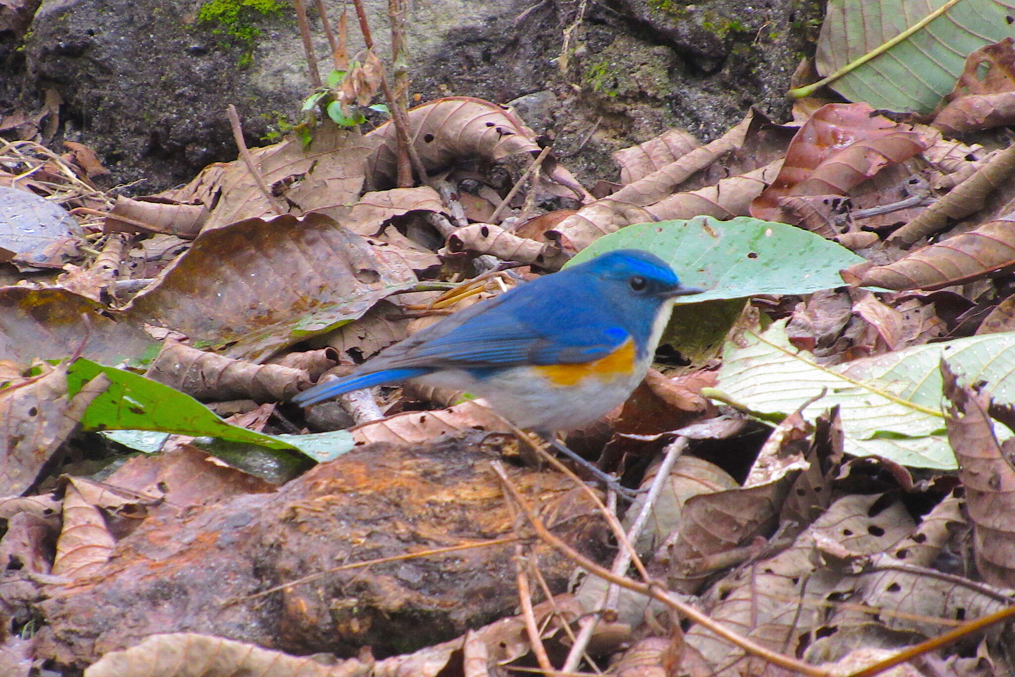 Image of Himalayan Bluetail