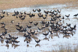 Image of Black-tailed Native-hen