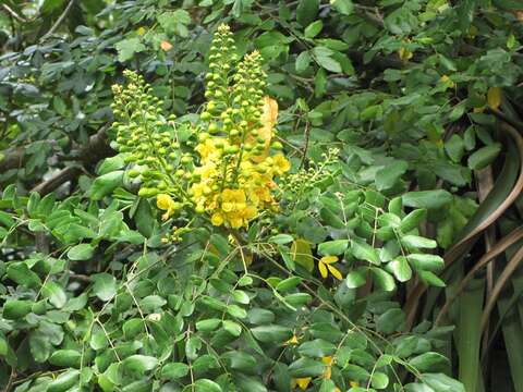 Image of <i>Erythrostemon yucatanensis</i>