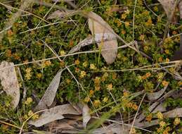 Image de Dodonaea procumbens F. Müll.