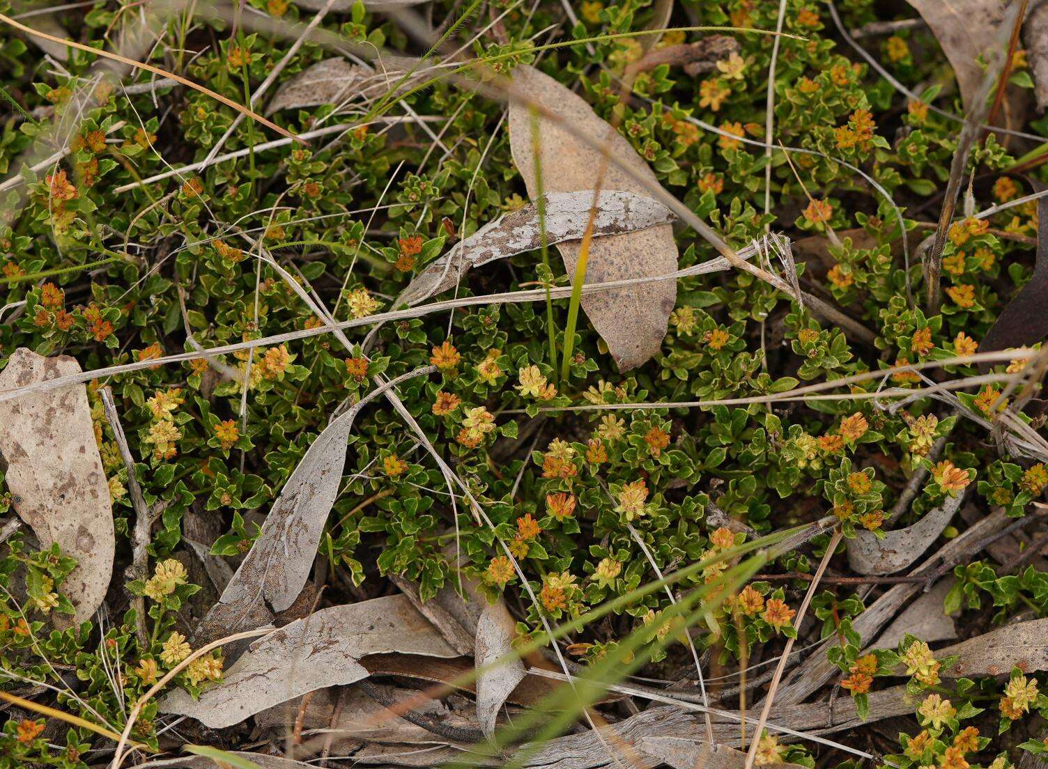 Image de Dodonaea procumbens F. Müll.