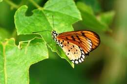 Image of Acraea terpsicore