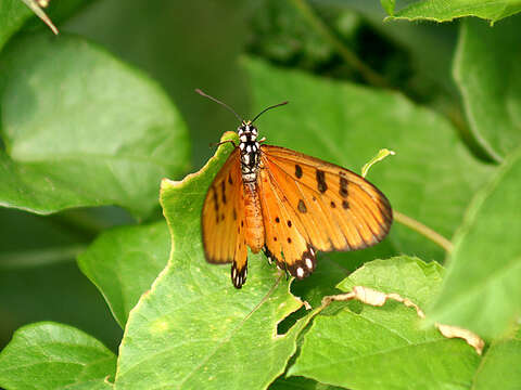 Image of Acraea terpsicore