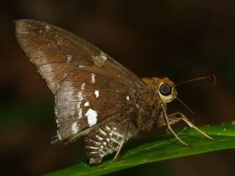 Image of Epargyreus exadeus Cramer 1779