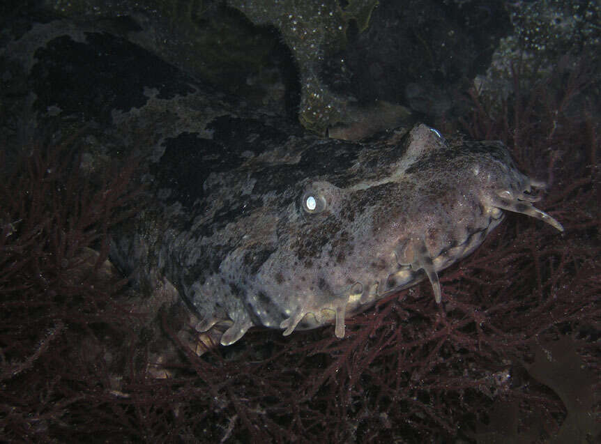 Image of Ornate Wobbegong