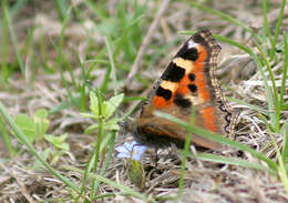 Image of Aglais caschmirensis