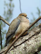 Image of American Mourning Dove