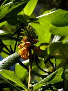 Imagem de Digitalis sceptrum L. fil.