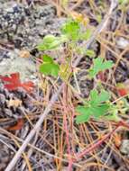 Image of Mogollon geranium