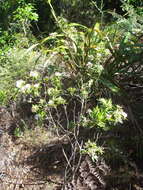 Image of long-leaved pimelea