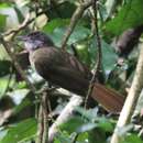 Image of White-throated Greenbul