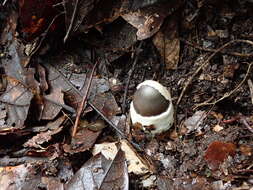 Image of Amanita fuligineodisca Tulloss, Ovrebo & Halling 1992