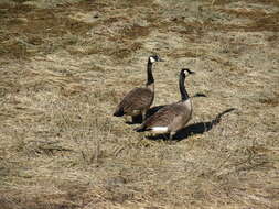 Image of Hawaiian goose