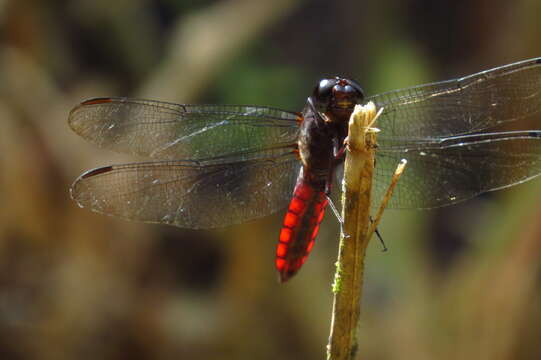 Слика од Libellula herculea Karsch 1889