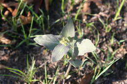 Image of oval-leaf milkweed