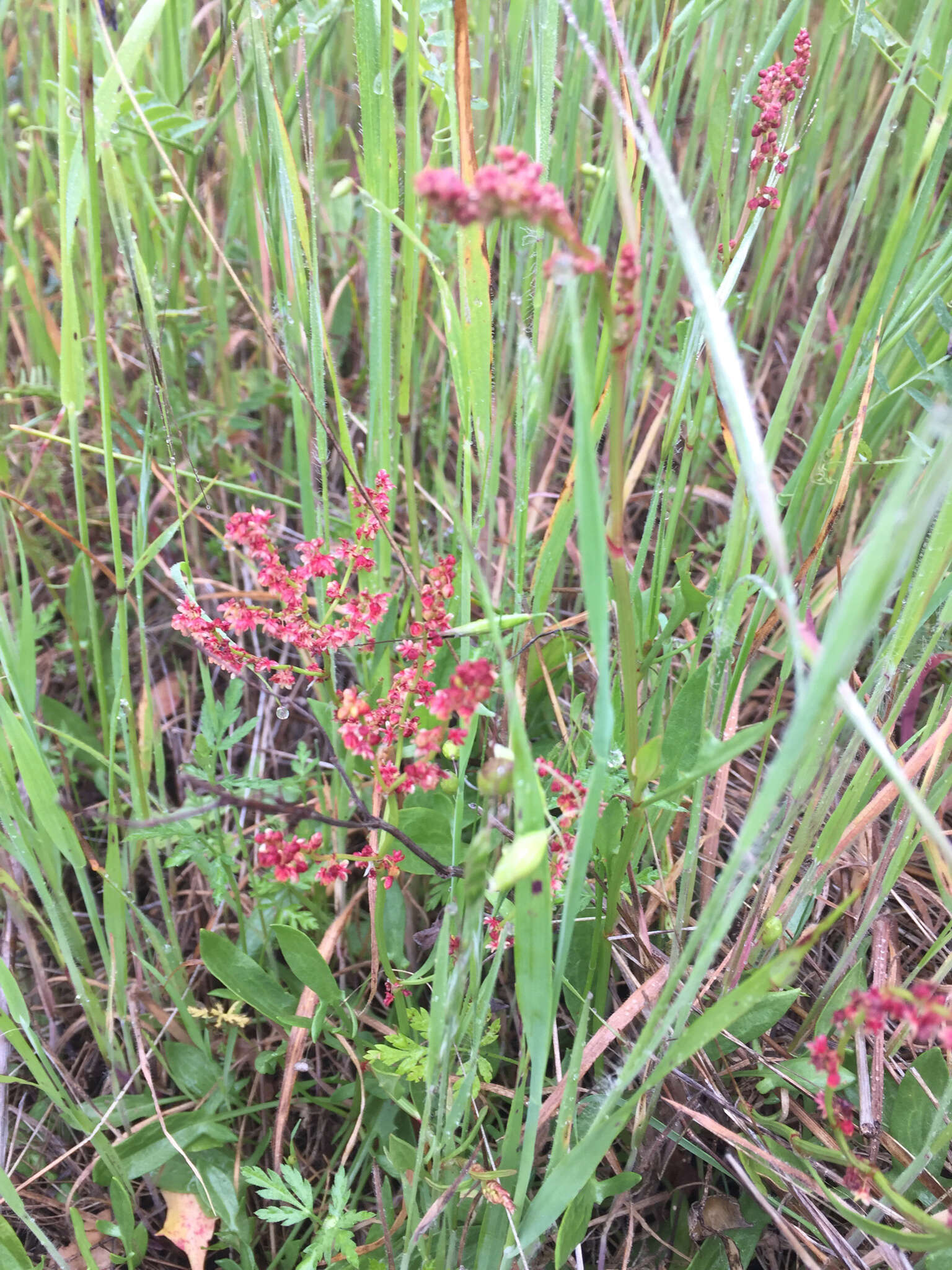 Plancia ëd Rumex acetosella L.