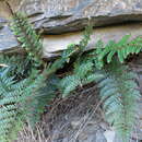 Слика од Polystichum vestitum (G. Forst.) C. Presl