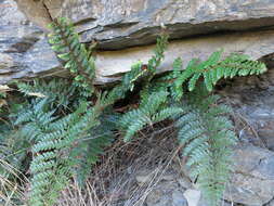 Sivun Polystichum vestitum (G. Forst.) C. Presl kuva