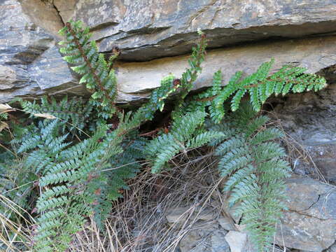 Polystichum vestitum (G. Forst.) C. Presl的圖片