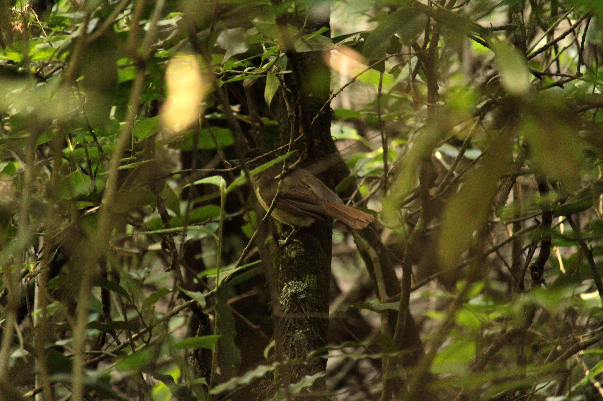 Image of Cabanis's Greenbul