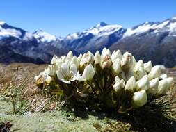 Image of Gentianella divisa (Kirk) Glenny