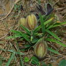 Слика од Crotalaria calycina Schrank