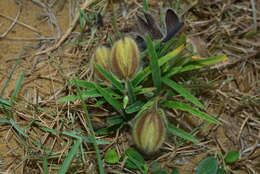 Image of Crotalaria calycina Schrank