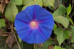 Image of Blue morning glory