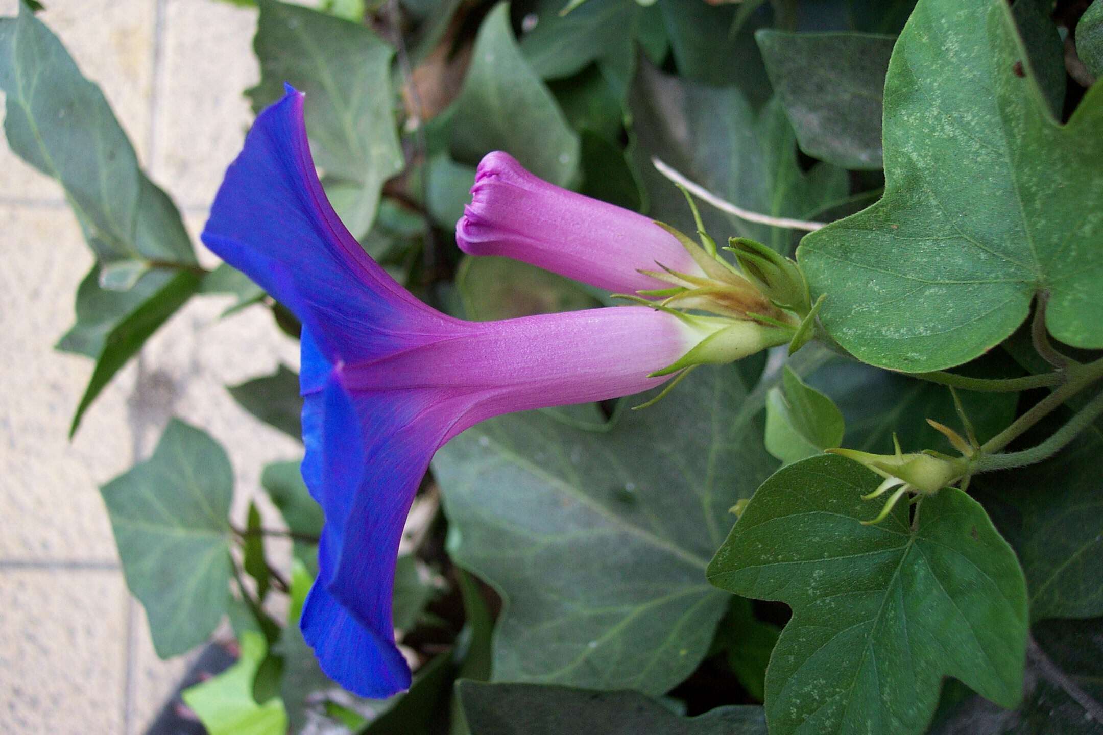 Image of Blue morning glory