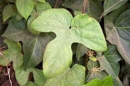 Sivun Ipomoea indica (J. Burman) Merr. kuva