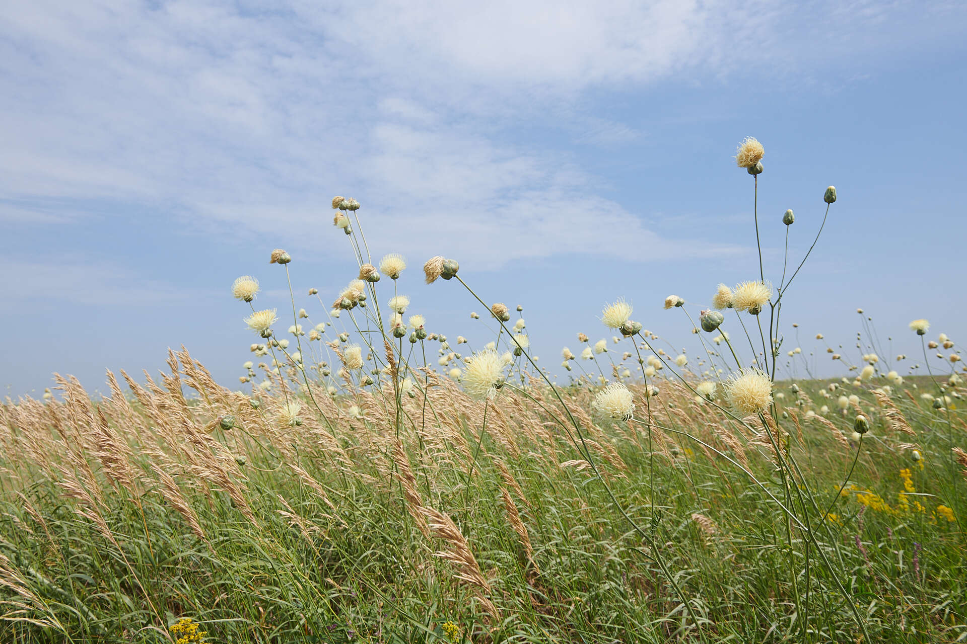 Plancia ëd Rhaponticoides taliewii (Kleopow) M. V. Agab. & Greuter