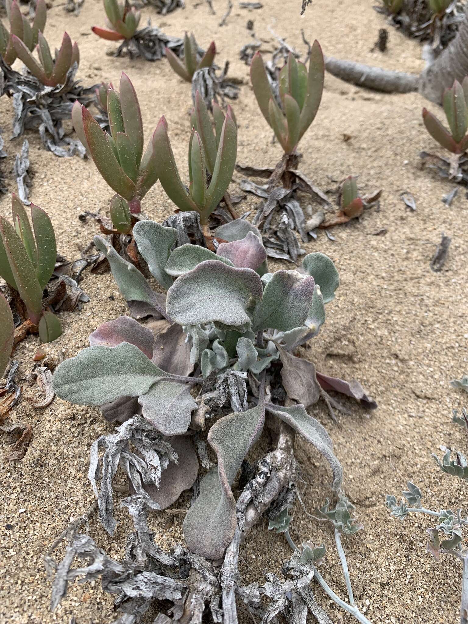 Image of beach shieldpod