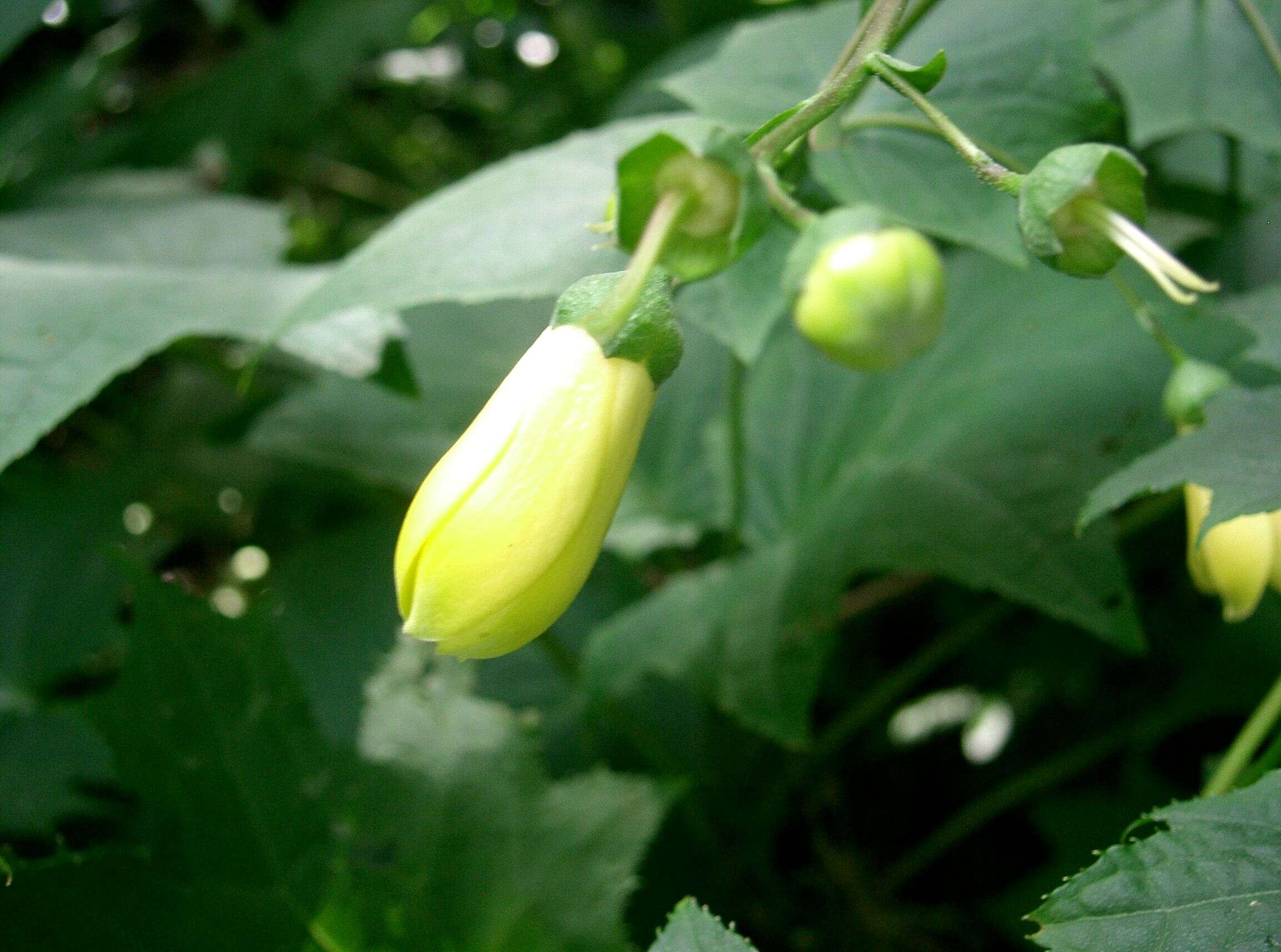 Image of Kirengeshoma palmata Yatabe