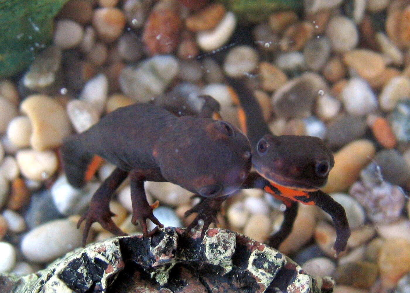 Image of Oriental Fire-bellied Newt