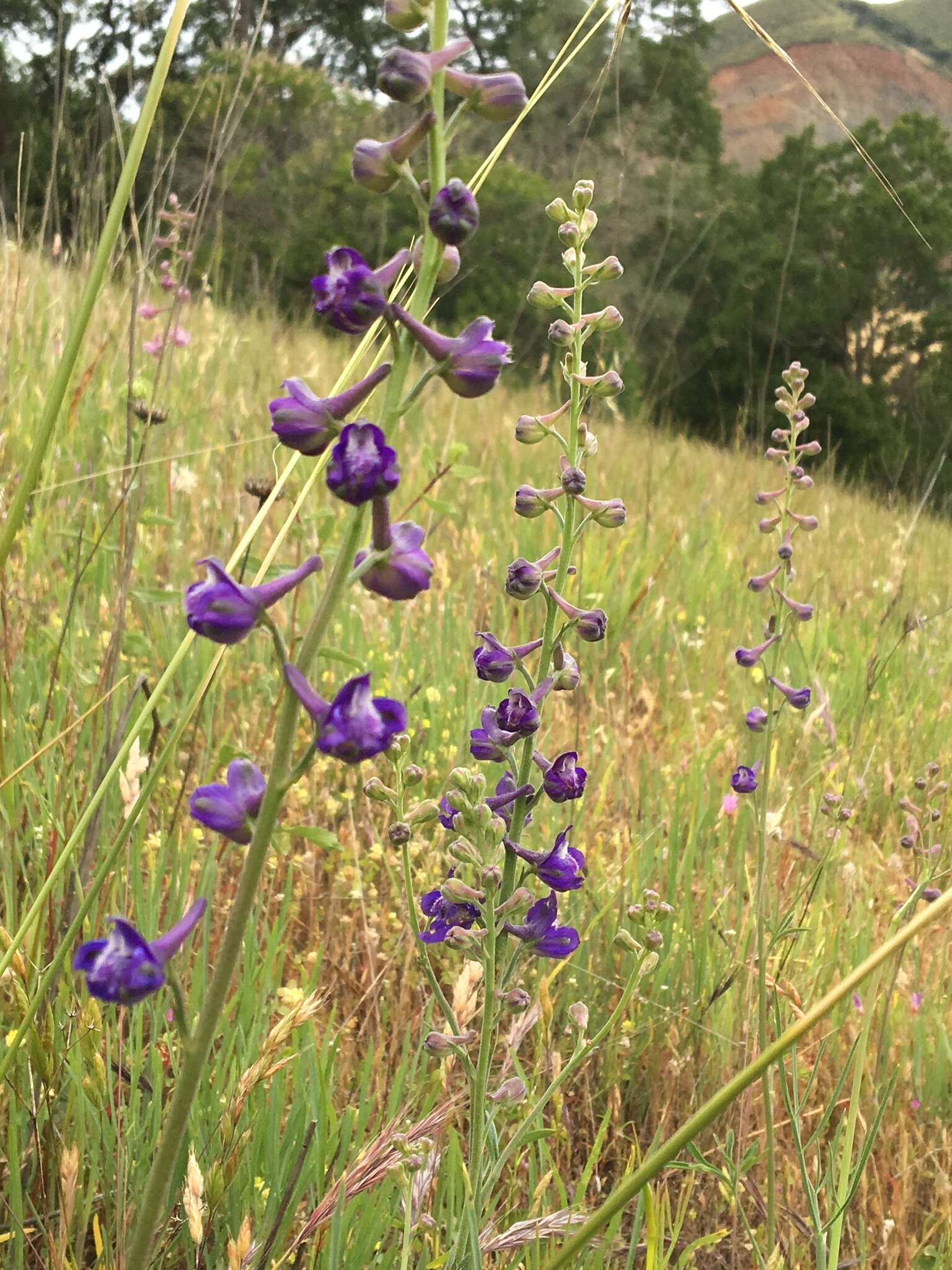 Image of royal larkspur