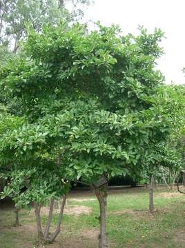 Image of Star Magnolia