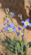 Image of Heliophila schulzii Marais