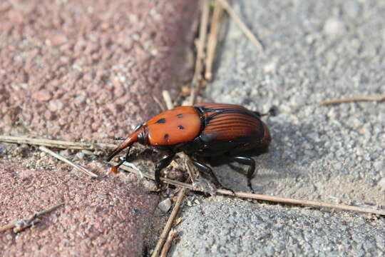 Image of Red palm weevil