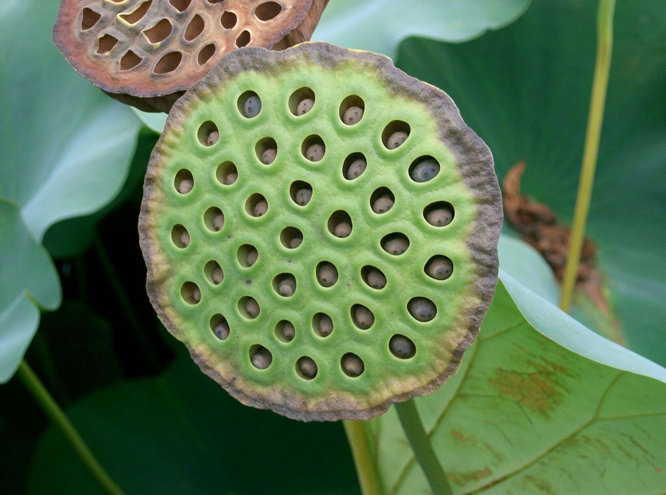 Image of sacred lotus