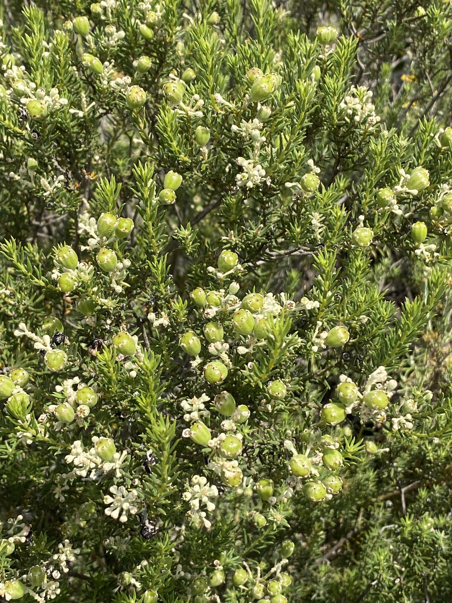 Image of Phylica rigidifolia Sond.