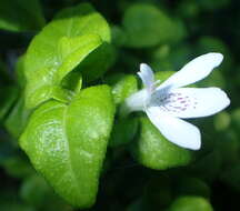 Image of Justicia tubulosa subsp. lateovata (C. B. Cl.) J. C. Manning & Goldblatt