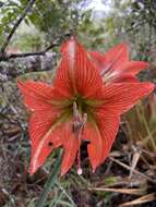 Слика од Hippeastrum glaucescens (Mart. ex Schult. & Schult. fil.) Herb.