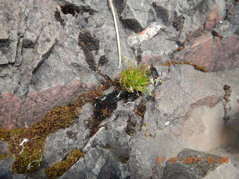 Image of knotted pearlwort