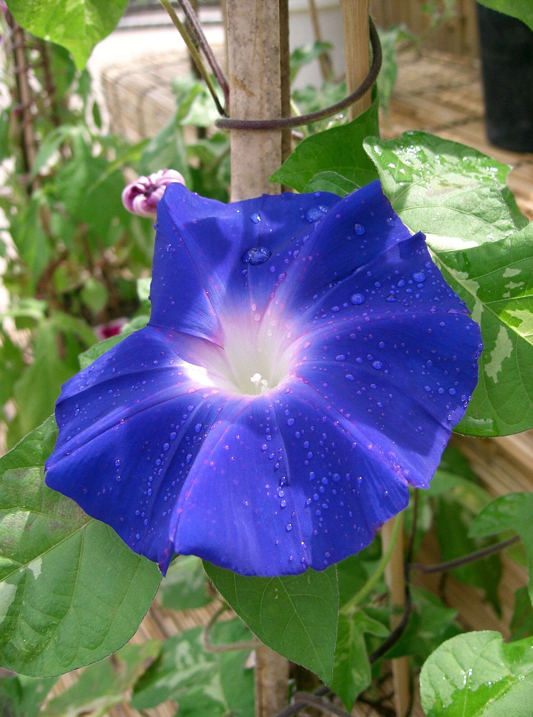 Image of whiteedge morning-glory