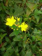 Image of Hypericum hircinum L.