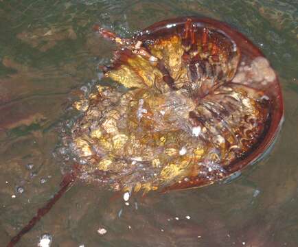 Image of Horseshoe Crab