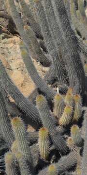 Imagem de Haageocereus pseudoversicolor Rauh & Backeb.