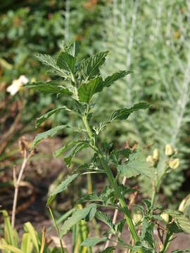 Image of redroot amaranth