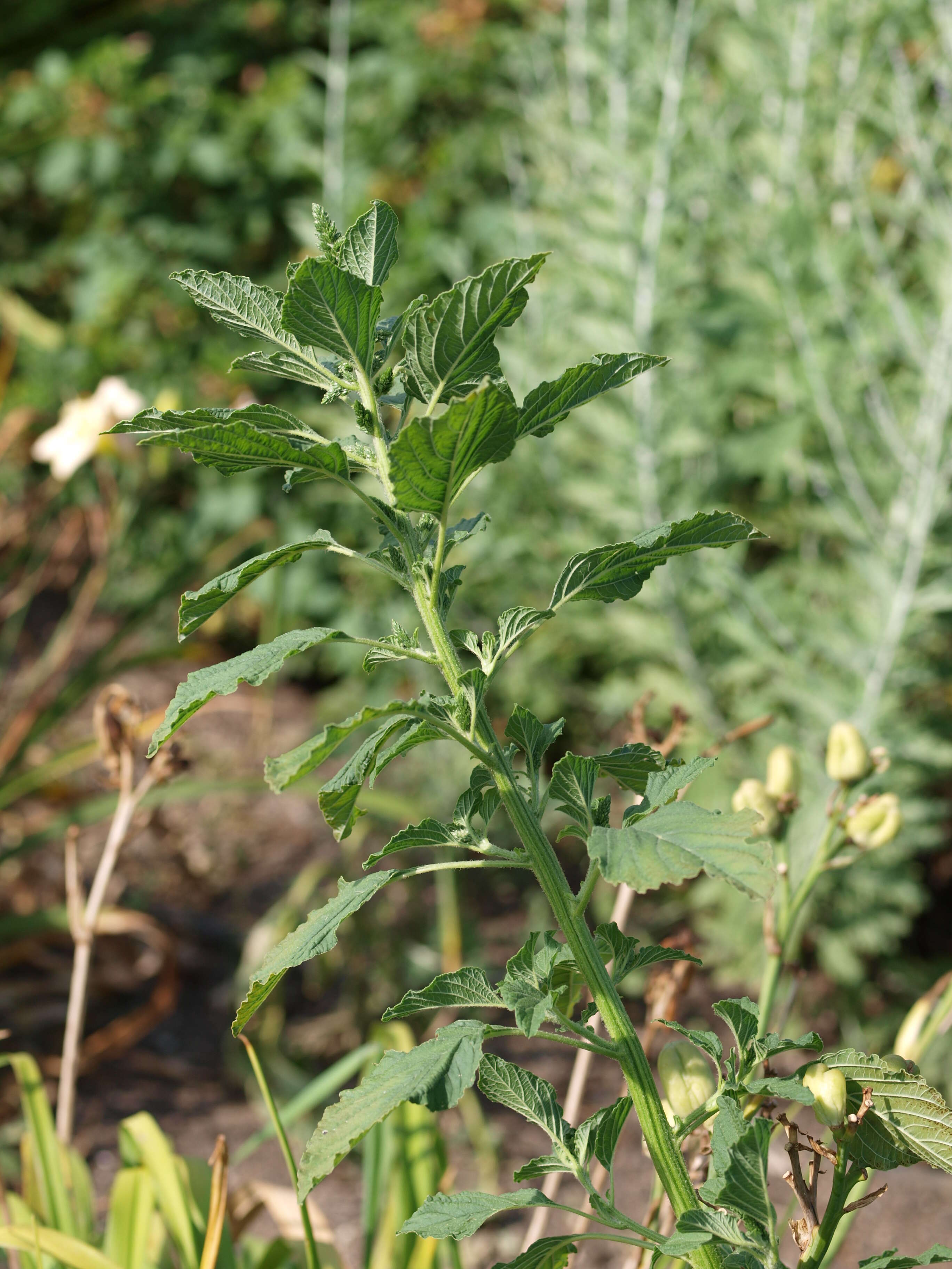 Image of redroot amaranth