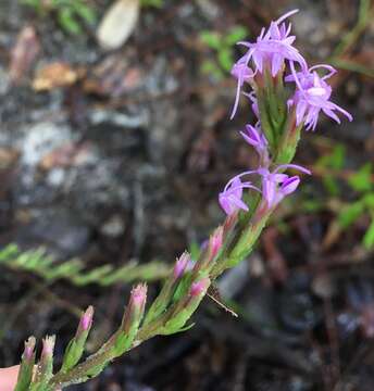 Liatris pauciflora Pursh resmi